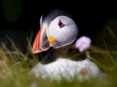 Sumburgh Head Puffin